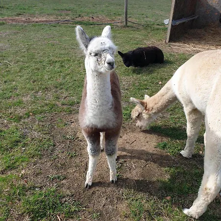 Couette-café The Alpaca 4*