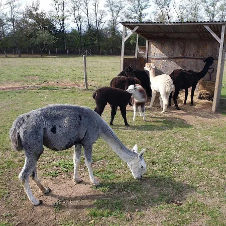 The Alpaca Chalais (Dordogne)