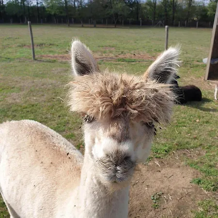 The Alpaca Couette-café
