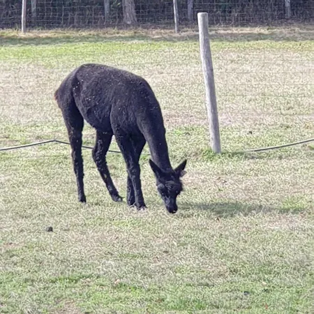 The Alpaca 4*
