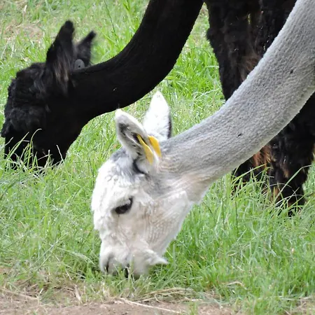 The Alpaca Chalais (Dordogne)