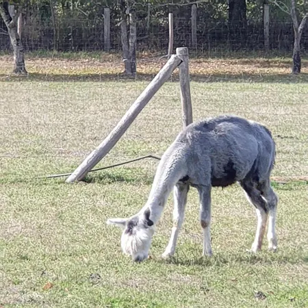 The Alpaca Couette-café