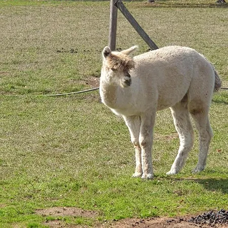 The Alpaca 4*