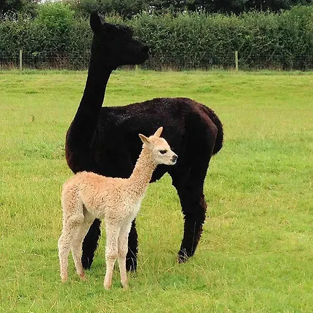 Couette-café The Alpaca Chalais (Dordogne)