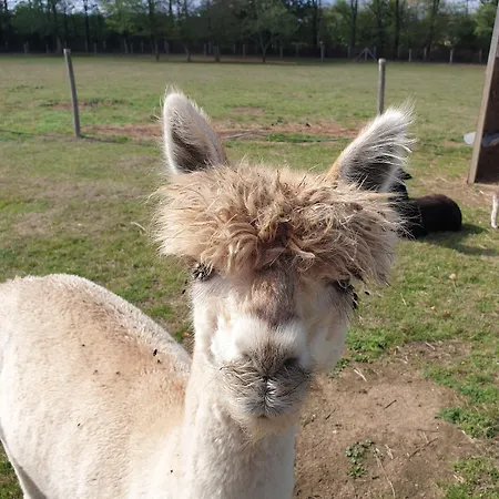 Bed and breakfast The Alpaca 4*