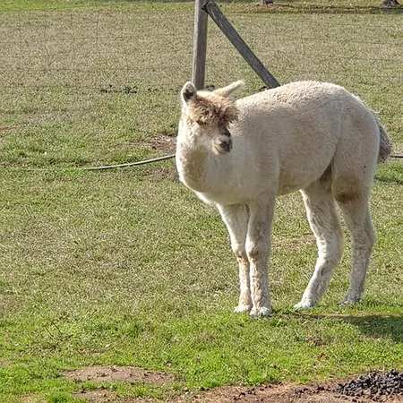 Bed and breakfast The Alpaca Chalais (Dordogne)