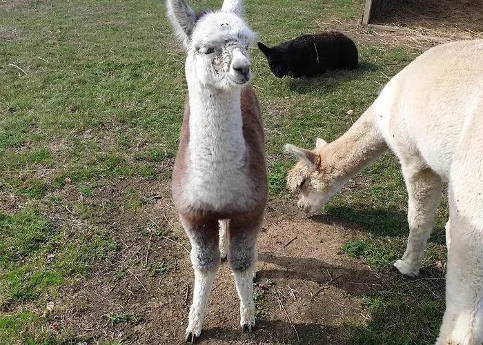 Bed and Breakfast The Alpaca 4*