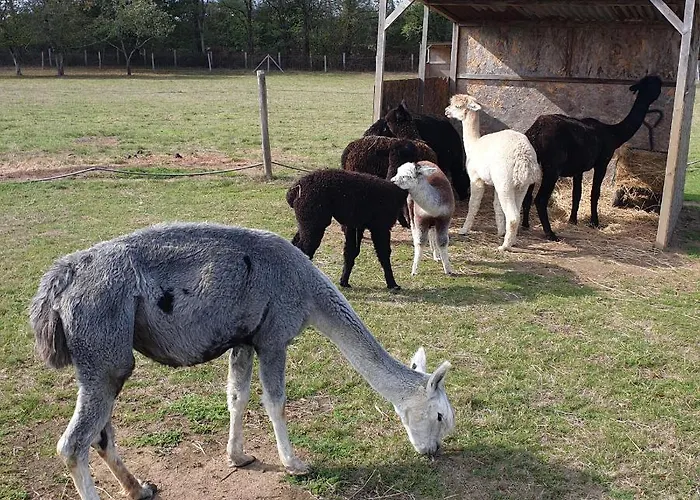 The Alpaca Chalais (Dordogne)