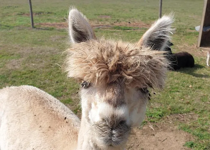 The Alpaca Bed & Breakfast