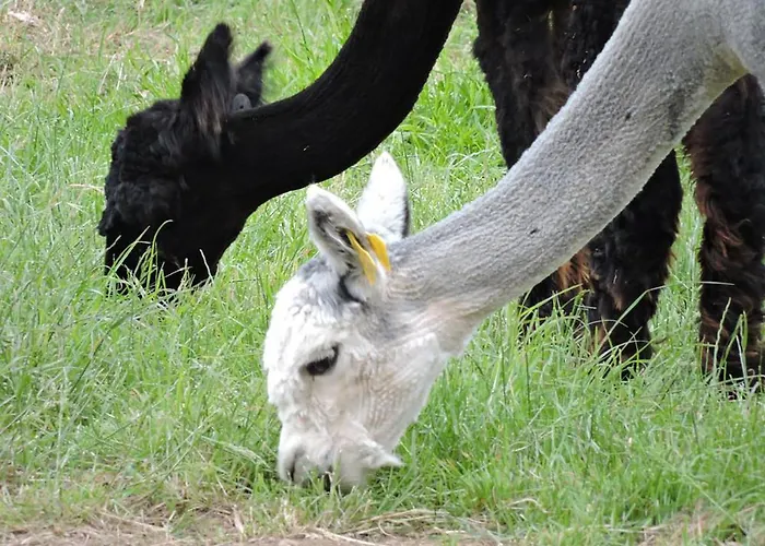 The Alpaca Chalais (Dordogne)