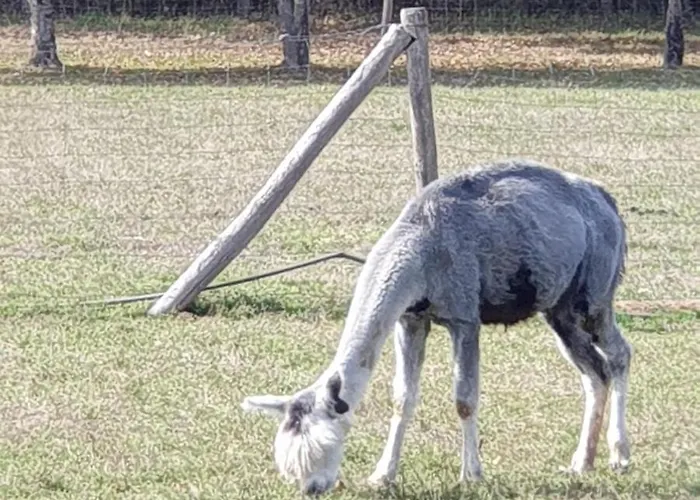The Alpaca Bed and Breakfast